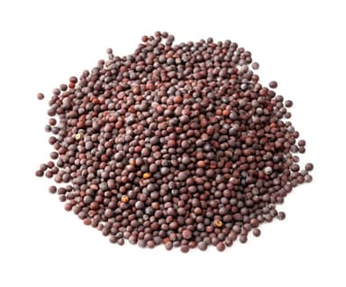Black Mustard